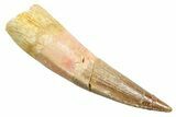 Fossil Spinosaurus Tooth - Real Dinosaur Tooth #362833-1
